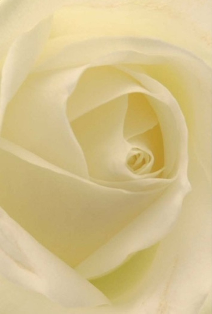 The timeless elegance of the white rose is caught in intimate focus, as though sitting in a tranquil Blackfriars studio beside the Thames. Each petal is intricately layered, its creamy, matte surface exuding a sense of quiet assurance, softened by filtered morning light reminiscent of a sunrise over nearby St. Paul's. The rich texture invites the imagination to touch-cool, velvety yet strong-each undulating curve swirling flawlessly towards the flower's harmoniously spiraled centre. Gentle shadows drift within the folds, suggesting depth and subtle drama without overwhelming the bloom's understated beauty. In Blackfriars, such a refined rose is adored for heartfelt gestures-a gentle apology, a tender anniversary, or a centrepiece at an elegant riverside gathering. Its core speaks of purity and the enduring bonds nurtured within the community. The outer petals, finely edged and nearly transparent, reflect nature's wisdom and the meticulous hands of a florist attuned to the area's quieter traditions. Envision a clean, delicate scent wafting softly, a whisper of calm that lingers as the rose becomes the centre of a moment-whether in a home on Tudor Street or brightening a corner office tucked near Blackfriars Road.